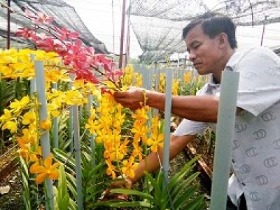 Các phương pháp làm cỏ cho hoa lan