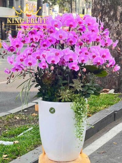 Chậu lan hồ điệp hồng - Tỷ sự thành công