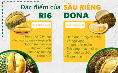 Sầu Riêng -Giá Sầu Riêng hôm nay?