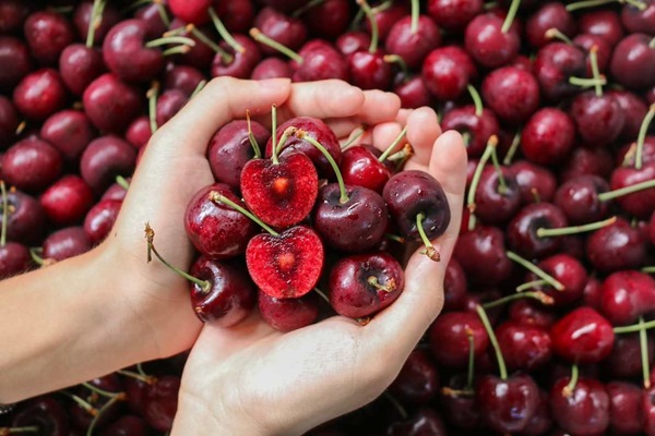 Bật mí cách chọn cherry tươi ngon