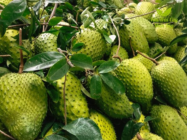 giá mãng cầu xiêm từ khoảng 30.000 đồng đến 35.000 đồng/ kg