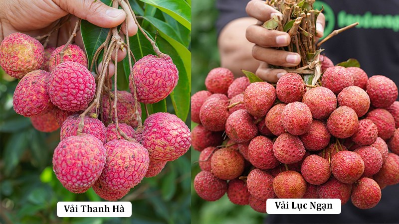 Vải thiều Lục Ngạn và Vải thiều Thanh Hà.