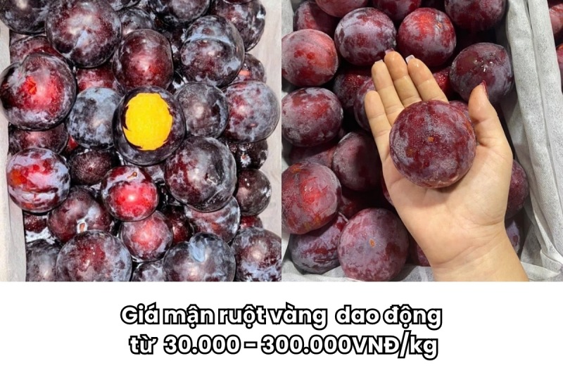 Giá mận ruột vàng