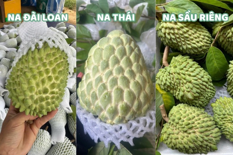 So sánh na Đài Loan với na Thái và na sầu riêng