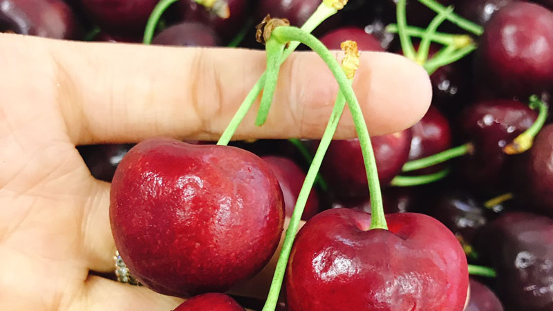 Cuốn quả Cherry Úc màu xanh là quả mới được hái