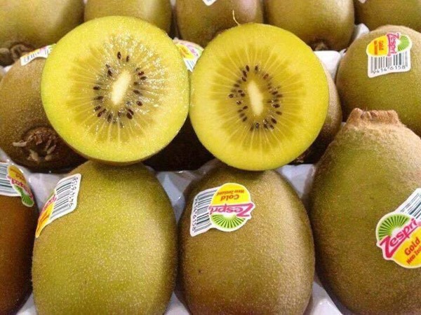 Xuất xứ và đặc điểm của kiwi vàng