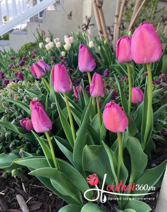 Giá hoa tulip trên thị trường hiện nay