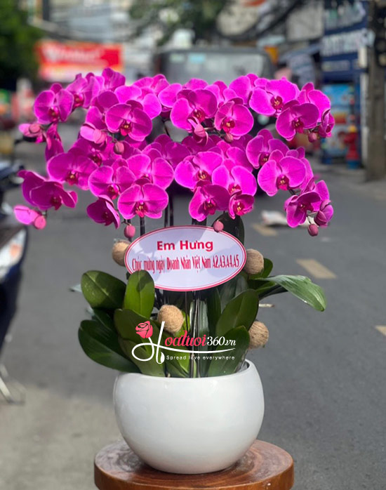 Chậu lan hồ điệp tím - Thanh danh sáng lạn