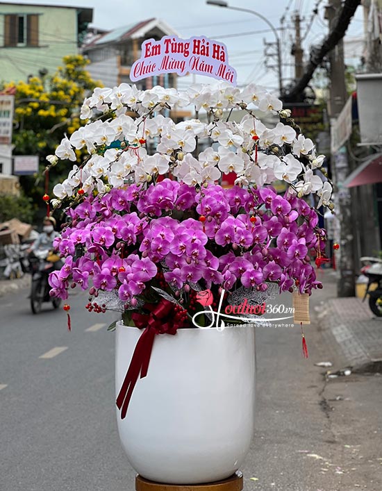 Chậu lan hồ điệp kết hợp - Màu yêu thương