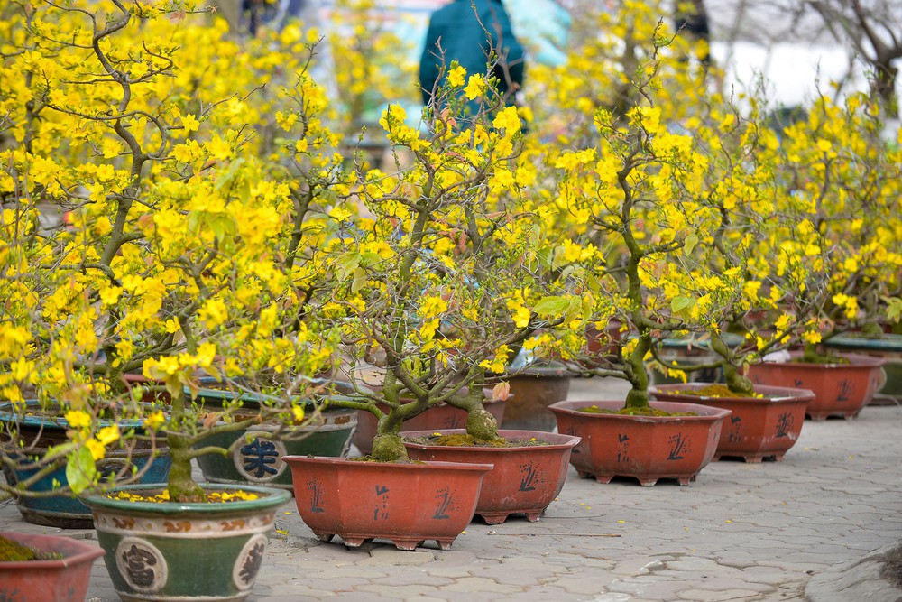 Sự tích hoa mai vàng ngày tết