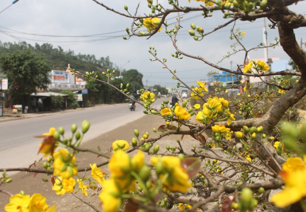 Mai vàng mang không khí xuân đến 