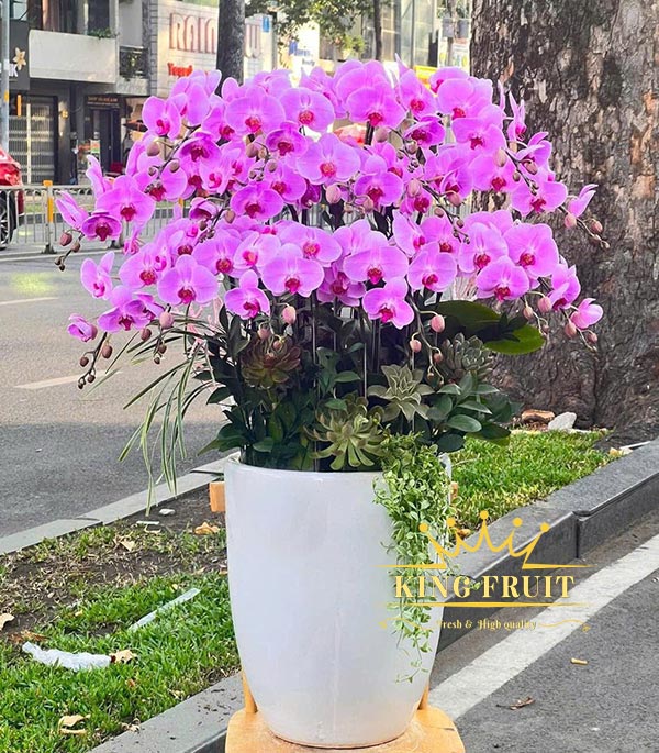 Chậu lan hồ điệp hồng - Tỷ sự thành công