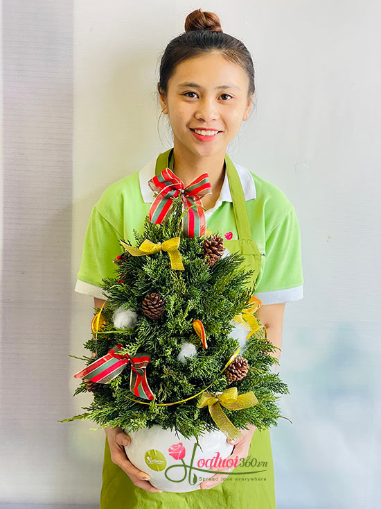 Hoa giáng sinh - Xmas yêu thương