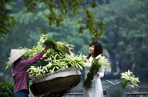 Hoa loa kèn trắng mang vẻ đẹp thuần khiết được nhiều người yêu thích