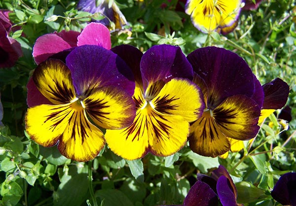 Màu sắc cùng hoa văn đa dạng của hoa Păng xê